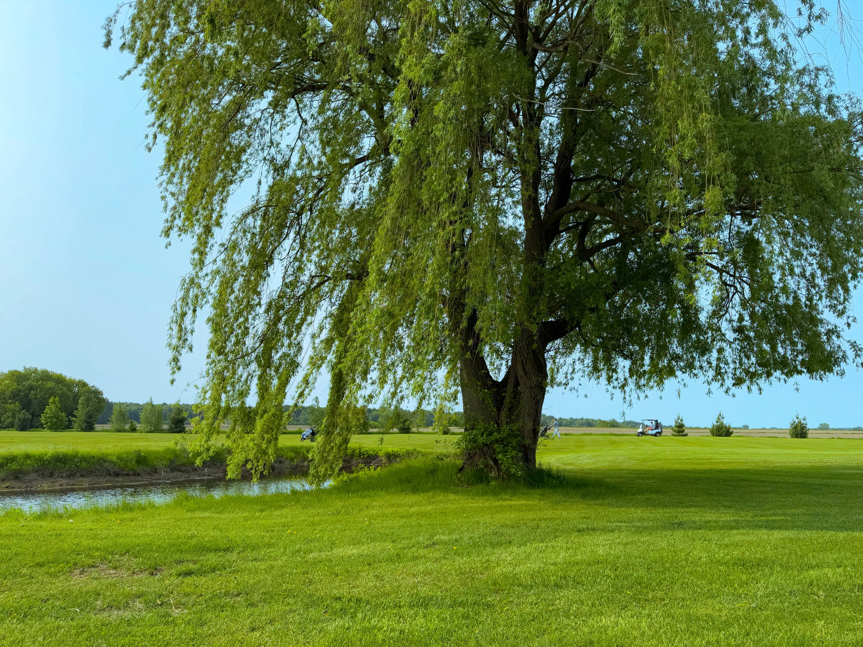 Allée de notre 18 trous normale 72 avec saule pleureur et rivière Richelieu en arrière-plan