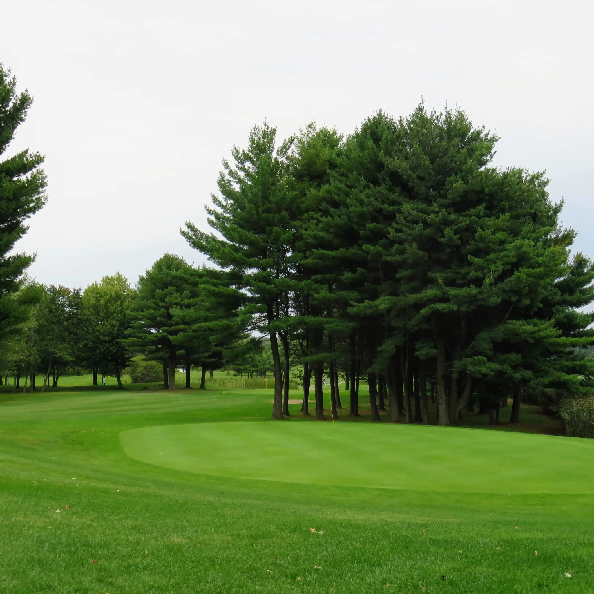 Vert du 9 trous Par 3 bordé de grands pins, sur le parcours familial des Patriotes